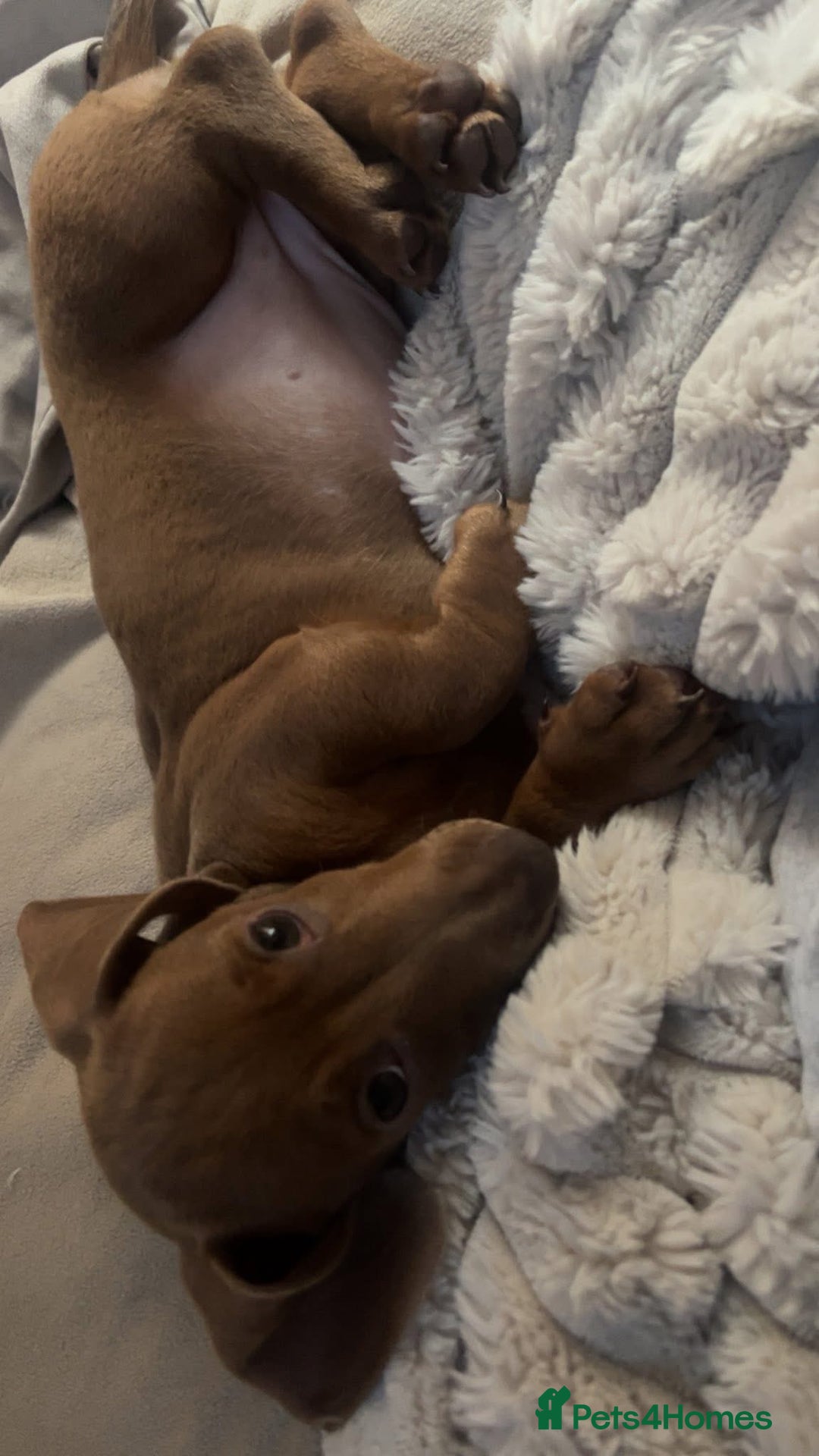 Miniature Dachshund dogs for sale: Miniature Dachshund female pup in Stevenage - Image 2