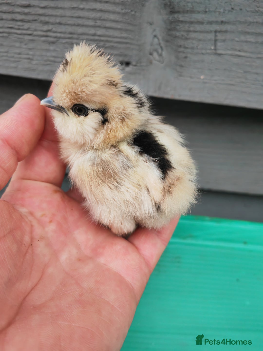 Chickens poultry for sale: USA silkie, jumbo coturnix, celadon quails - Image 32