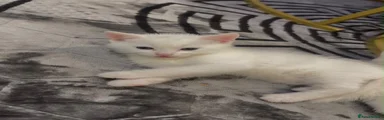 Turkish Angora 2