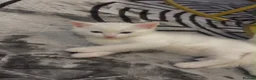 Turkish Angora cats for sale: White kittens in London - Advert 8