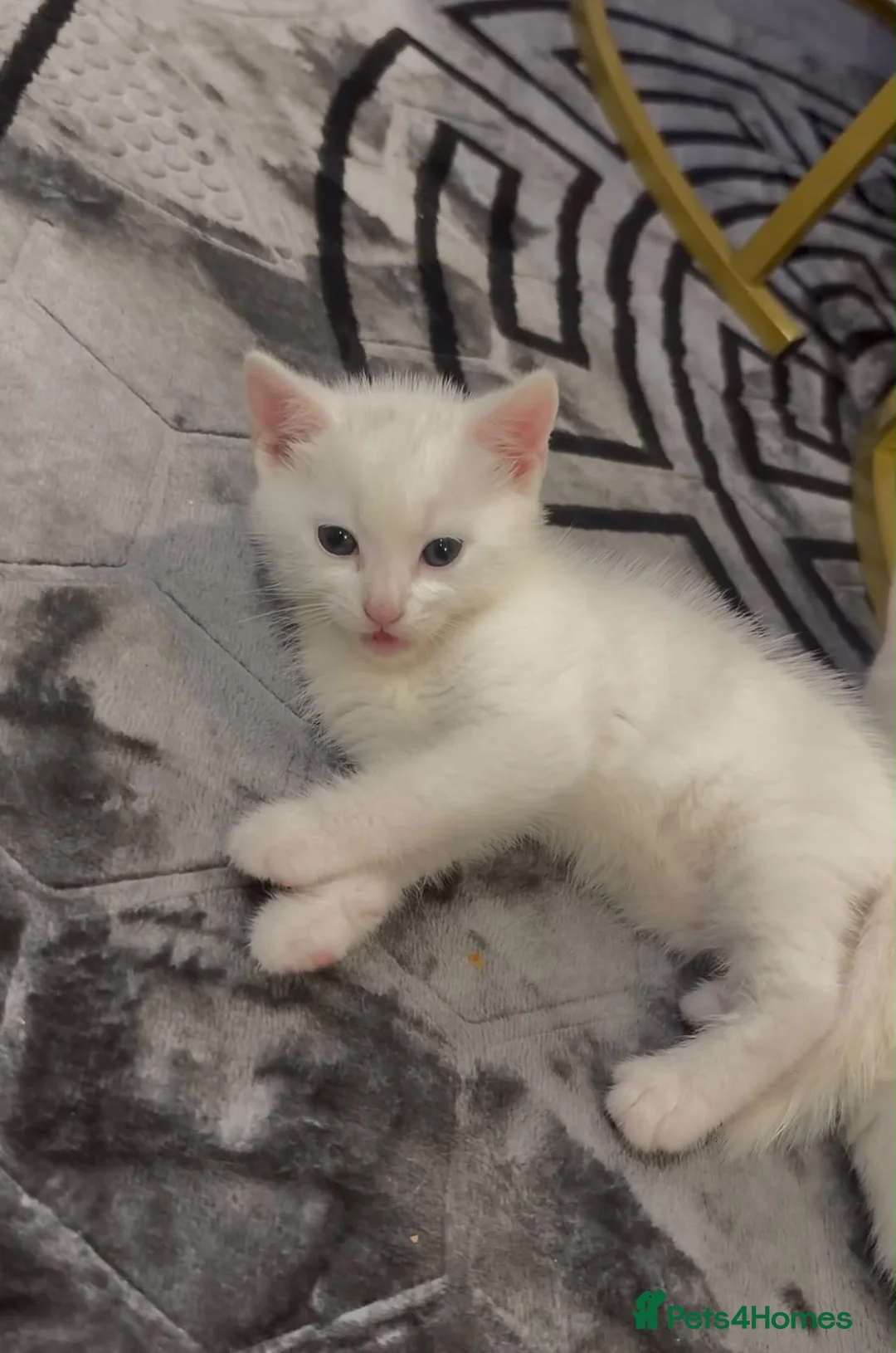 Turkish Angora cats for sale: White kittens in London - Advert 8