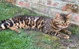 Bengal cats for sale: 🌿 Bengal Cat Looking for a New Home  - Image 4