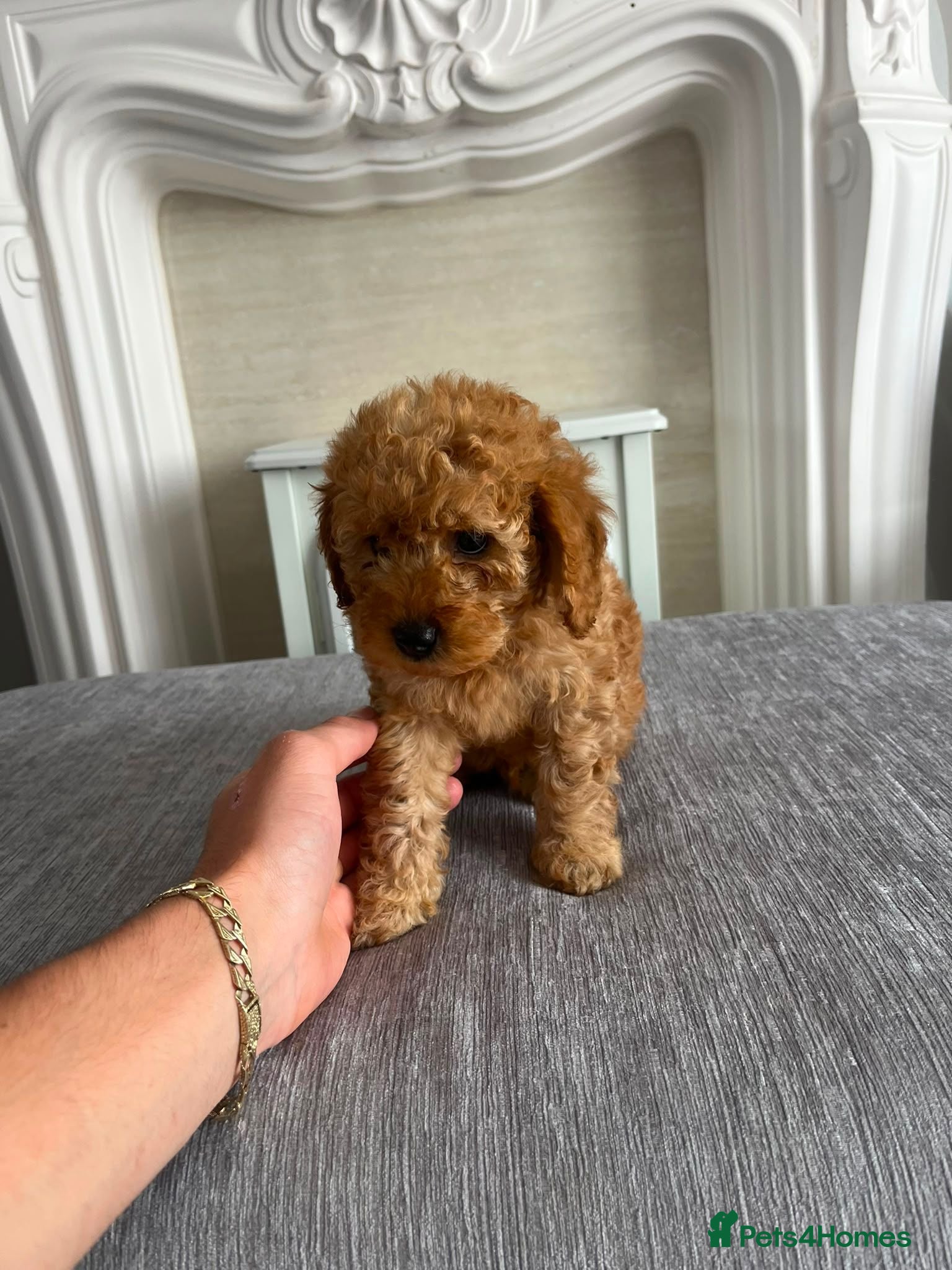 Cavapoo dogs Cavapoo F1b Puppies.  - Advert 14