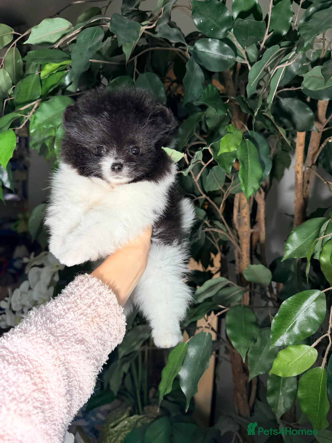 Pomeranian dogs for sale: Party color Pomeranian boy like a panda bear - Advert 11