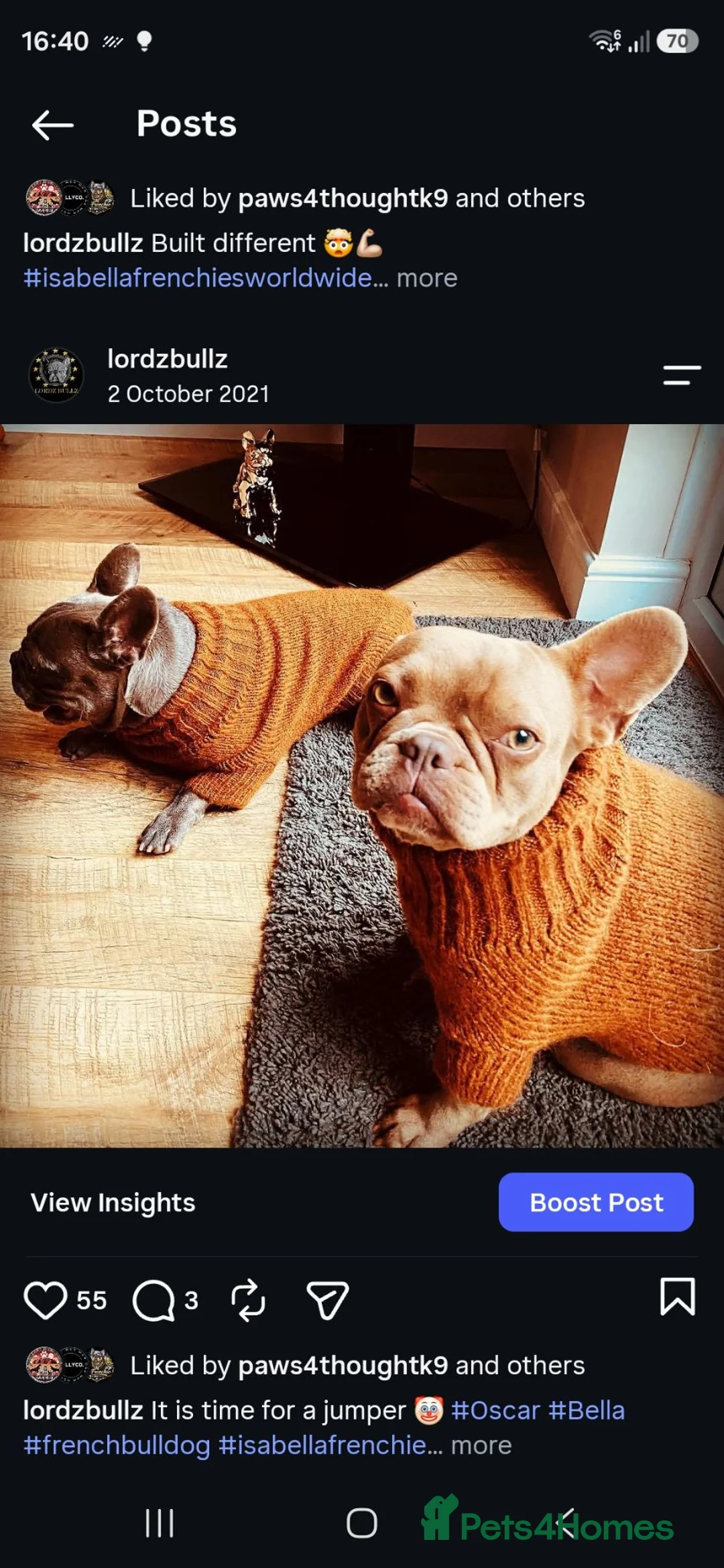 French Bulldog dogs for sale: French bulldog isabella - Advert 3