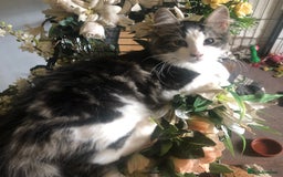 Mixed Breed cats for sale: Rescued feral farm kittens  - Image 6