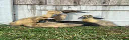 Ducks poultry for sale: Female runner ducklings  - Advert 3