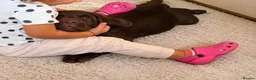 Labrador Retriever dogs for sale: Chocolate Labrador forsale  in Nottingham - Advert 1