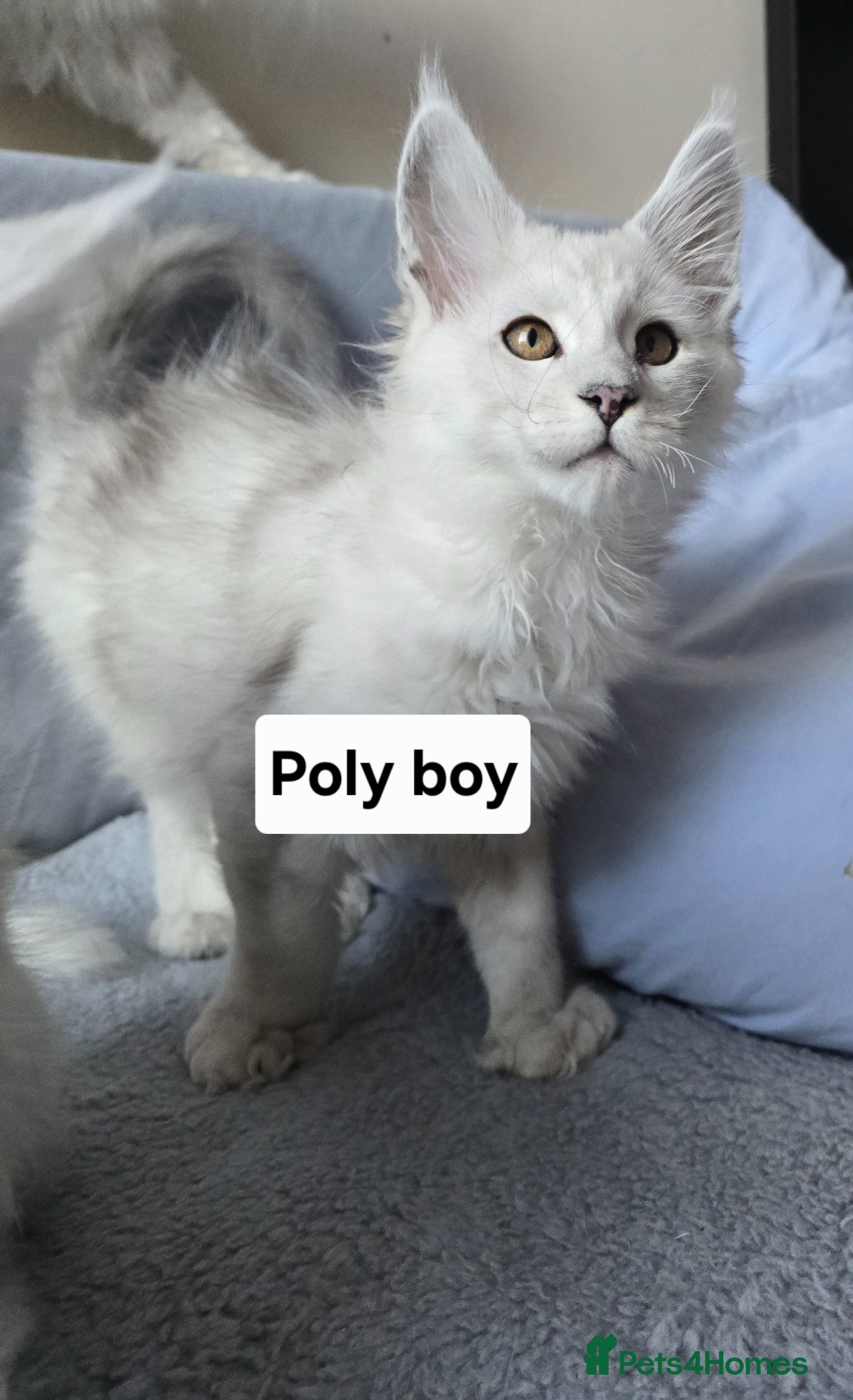 Maine Coon cats Shaded kittens  - Advert 2