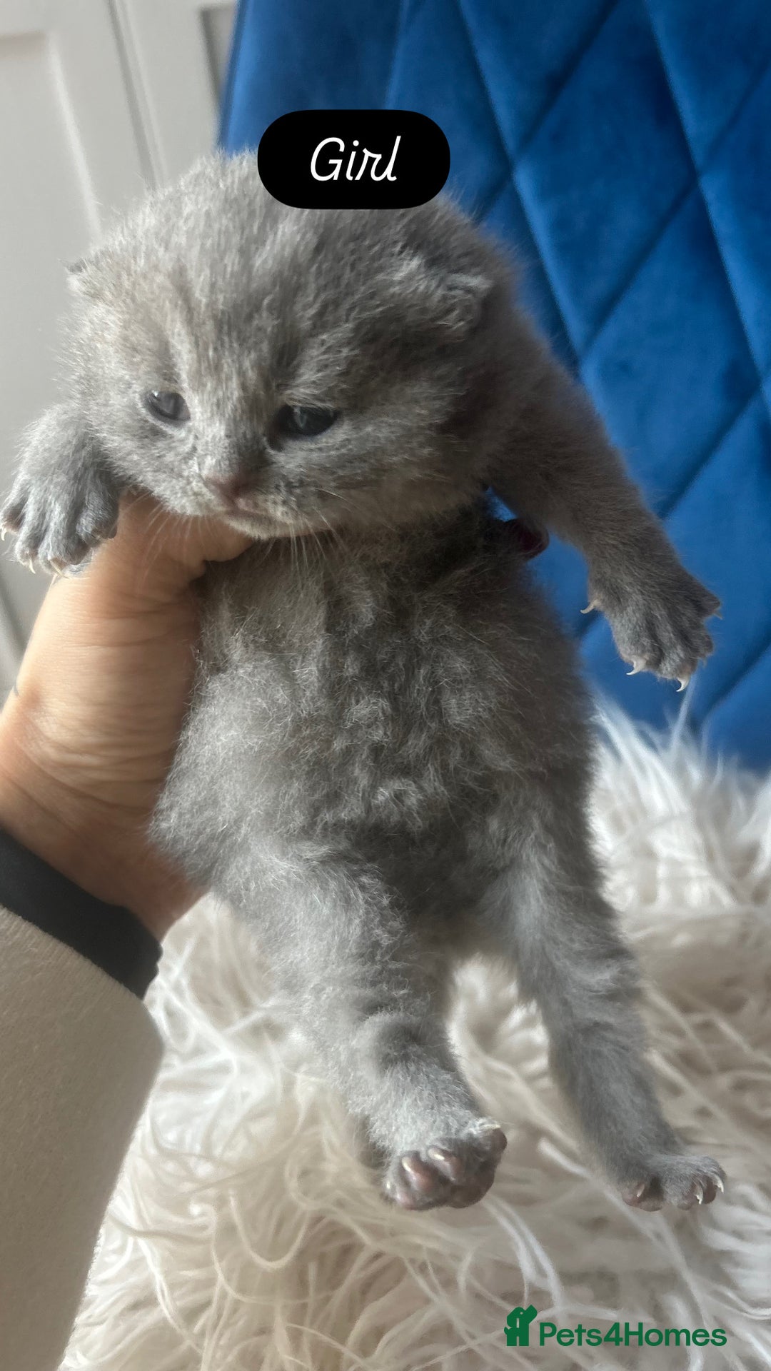 British Shorthair cats for sale: 🧸✨6 Chunky British Shorthair Kittens For Sale✨🧸 - Advert 12