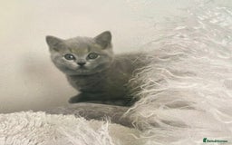 British Shorthair cats for sale: Two cuddly blue boys from loving family home - Image 10