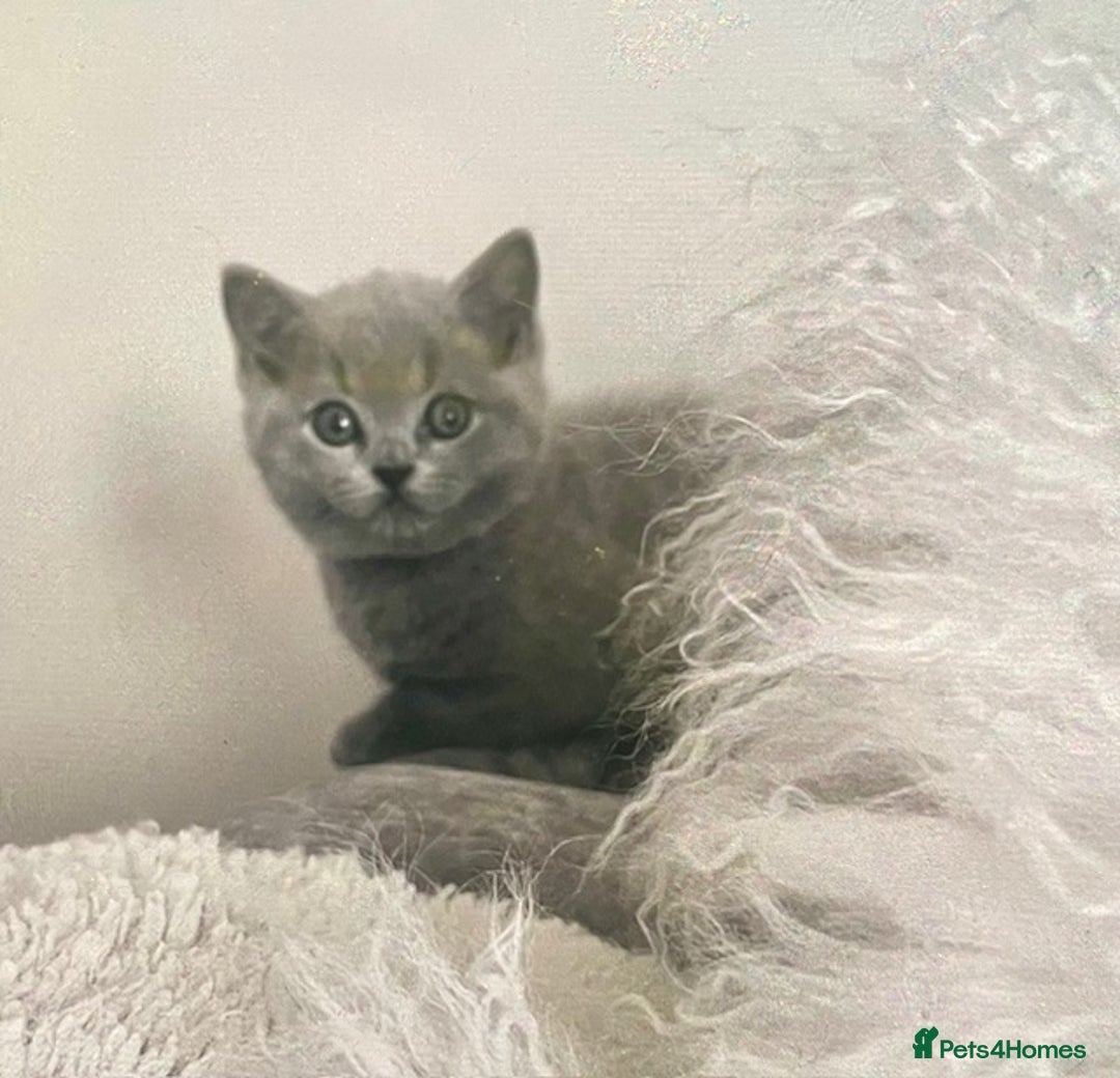 British Shorthair cats for sale: Two cuddly blue boys from loving family home - Image 10