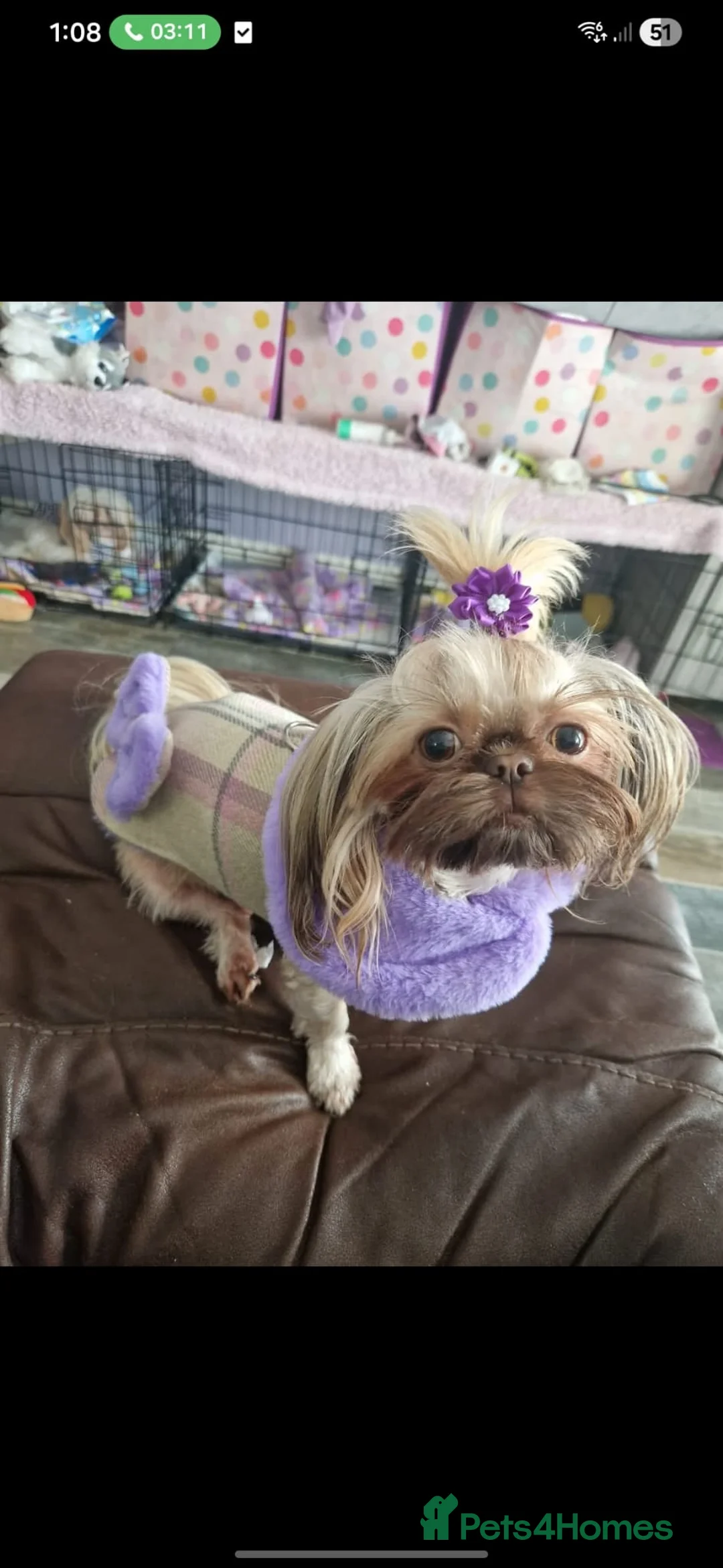 Shih Tzu dogs for sale: Beautiful Imperial shihtzu girl - Advert 5