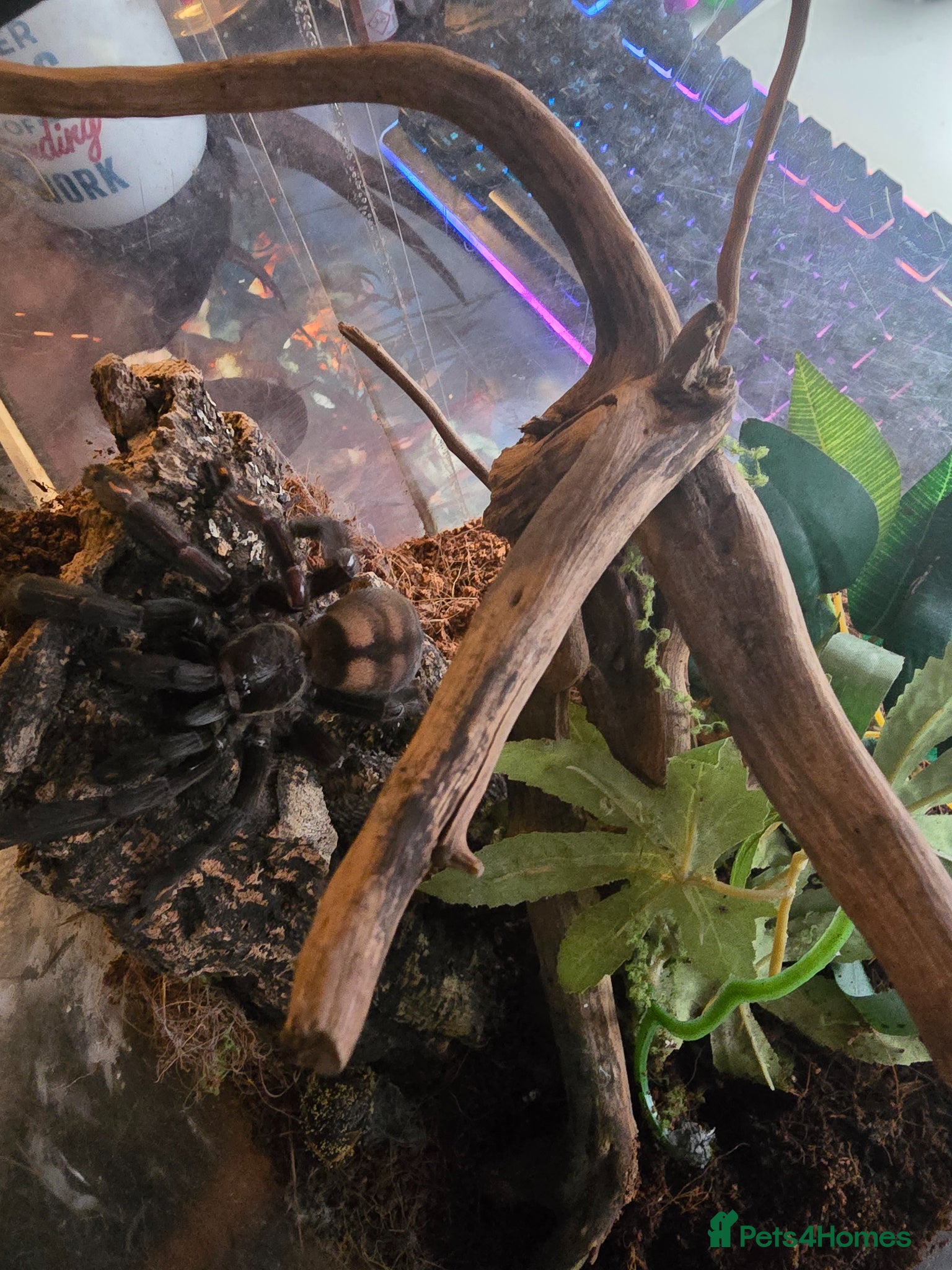 Mixed Breed reptiles for sale: Reptiles, Tarantulas & Enclosures for Sale in Bradford - Advert 17
