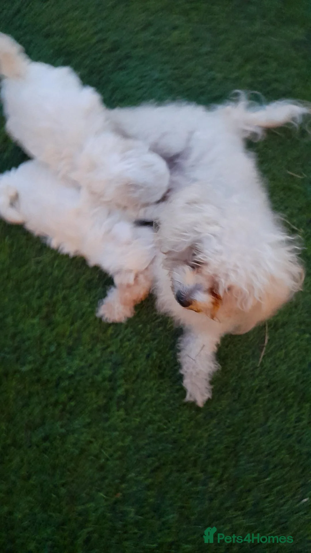 Bichon Frise dogs for sale: Bichon Frise  in Cheltenham - Advert 1