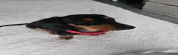 Dachshund dogs for sale: Minature dachshund £400 in Hailsham - Advert 3