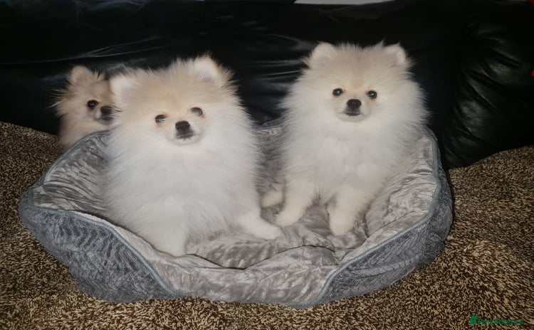 Pomeranian dogs - Advert 5