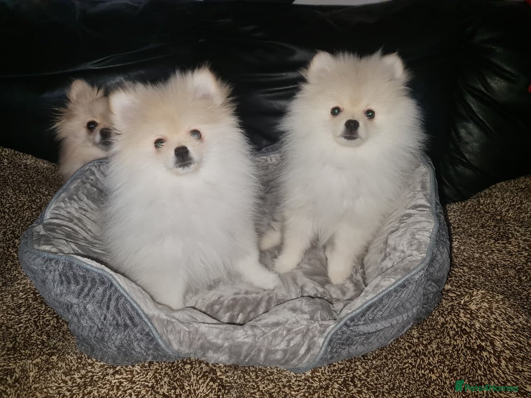 Pomeranian dogs for sale: KC registered Adorable White Pomeranians boy, girl - Image 1