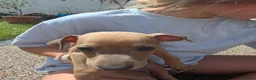 Italian Greyhound dogs for sale: Beautiful Italian-greyhound puppies - Advert 18