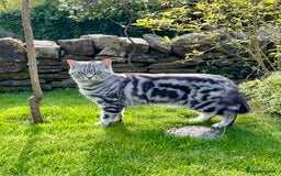 British Shorthair cats for sale: Silver Tabby BSH GCCF registered Kittens - Image 23