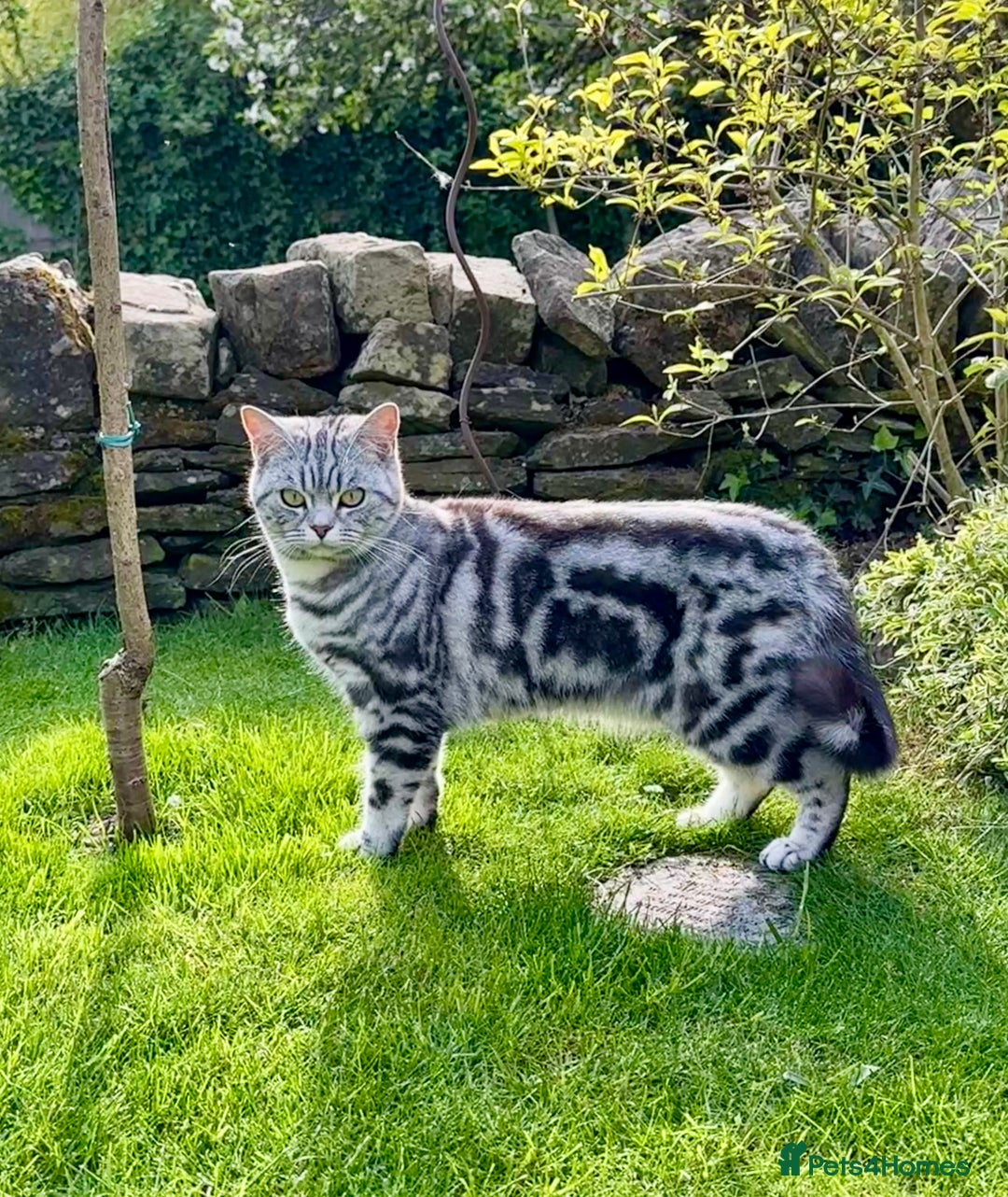 British Shorthair cats for sale: Silver Tabby BSH GCCF registered Kittens - Image 23