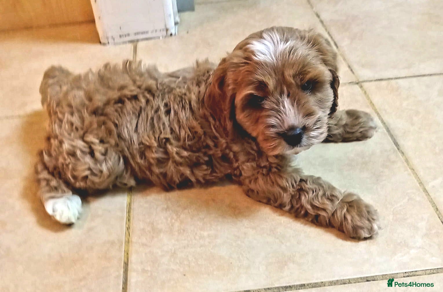 Cavapoo dogs 💙💜Deep red f1b cavapoo boy💙💜 - Advert 13