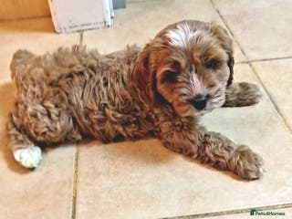 Cavapoo dogs 💙💜Deep red f1b cavapoo boy💙💜 - Advert 13