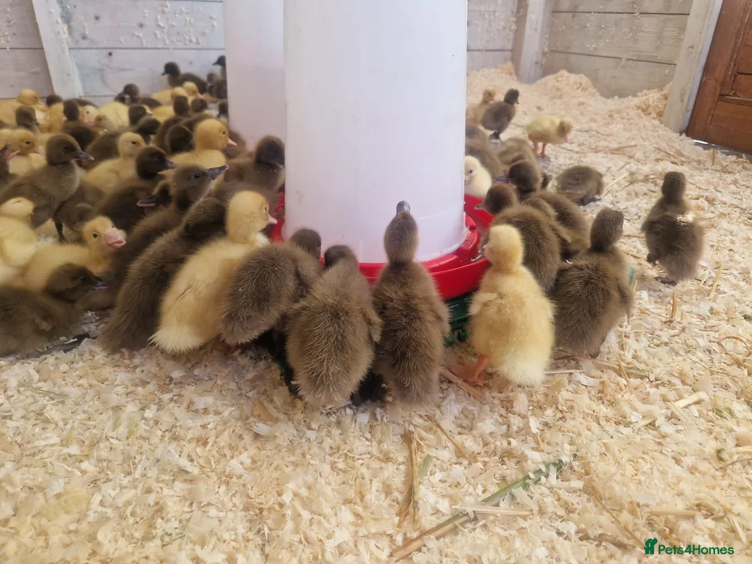 Ducks poultry for sale: Day old female ducklings  - Advert 1