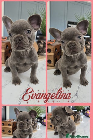 French Bulldog dogs in Driffield - Advert 13