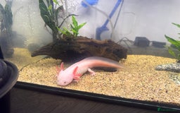Axolotl reptiles for sale: Axolotl & Tank Set Up - Image 4