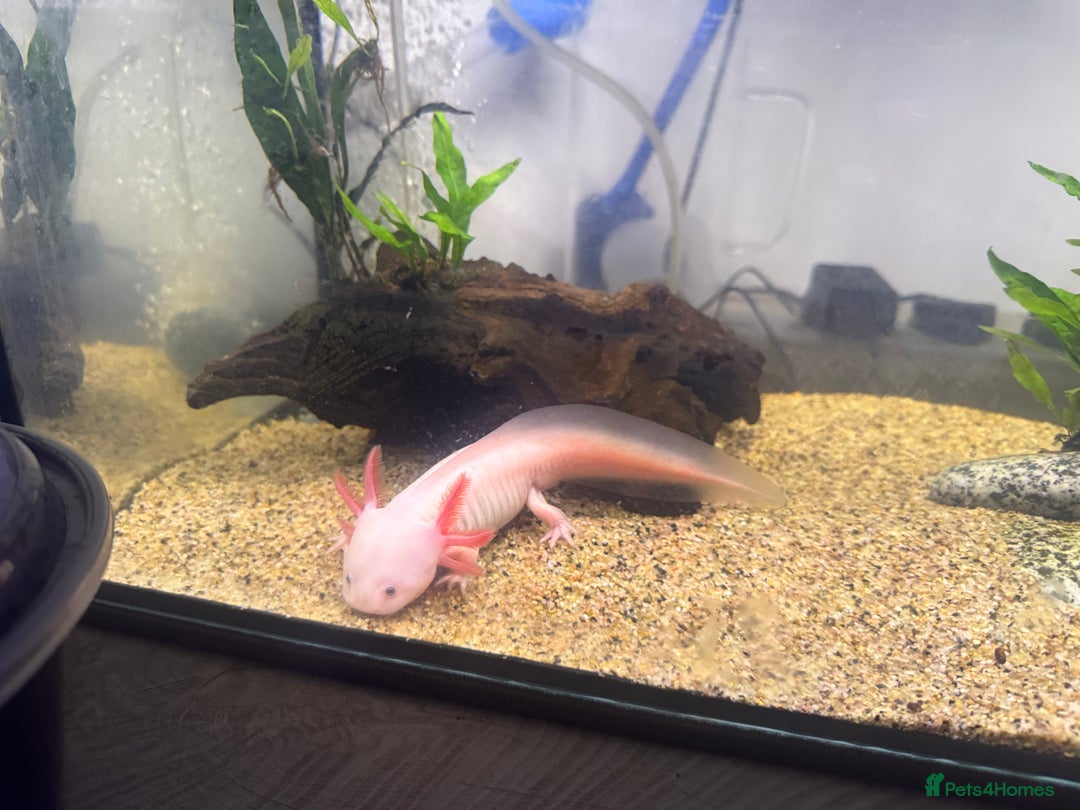 Axolotl reptiles for sale: Axolotl & Tank Set Up - Image 4