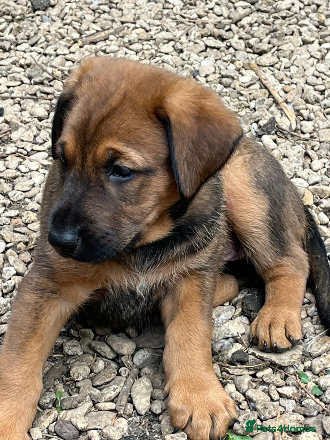Mixed Breed dogs for sale: Belgian Malinois X Dobermann in Cheltenham - Image 30