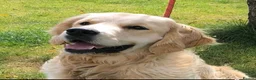 Golden Retriever dogs for sale: Kc registered Fully health tested parents  - Advert 29