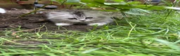Persian cats for sale: Persian kittens for sale - Advert 7