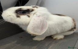 Mini Lop rabbits for sale: Lop & Lion head Rabbit  - Image 10