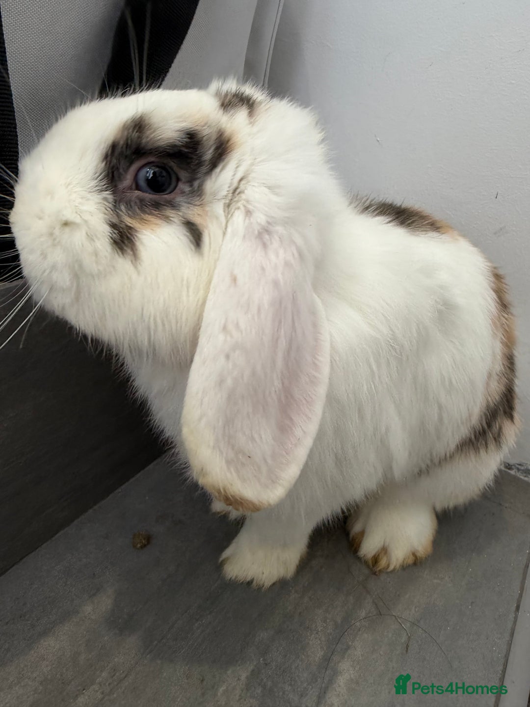 Mini Lop rabbits for sale: Lop & Lion head Rabbit  - Image 10