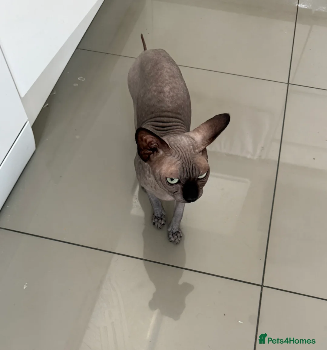 Sphynx cats for stud: TICA Registered Active,Canadian Sphynx is for STUD - Advert 2