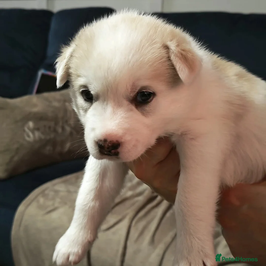 Huskita dogs for sale: 4 beautiful Husky / huskita puppies  - Advert 4