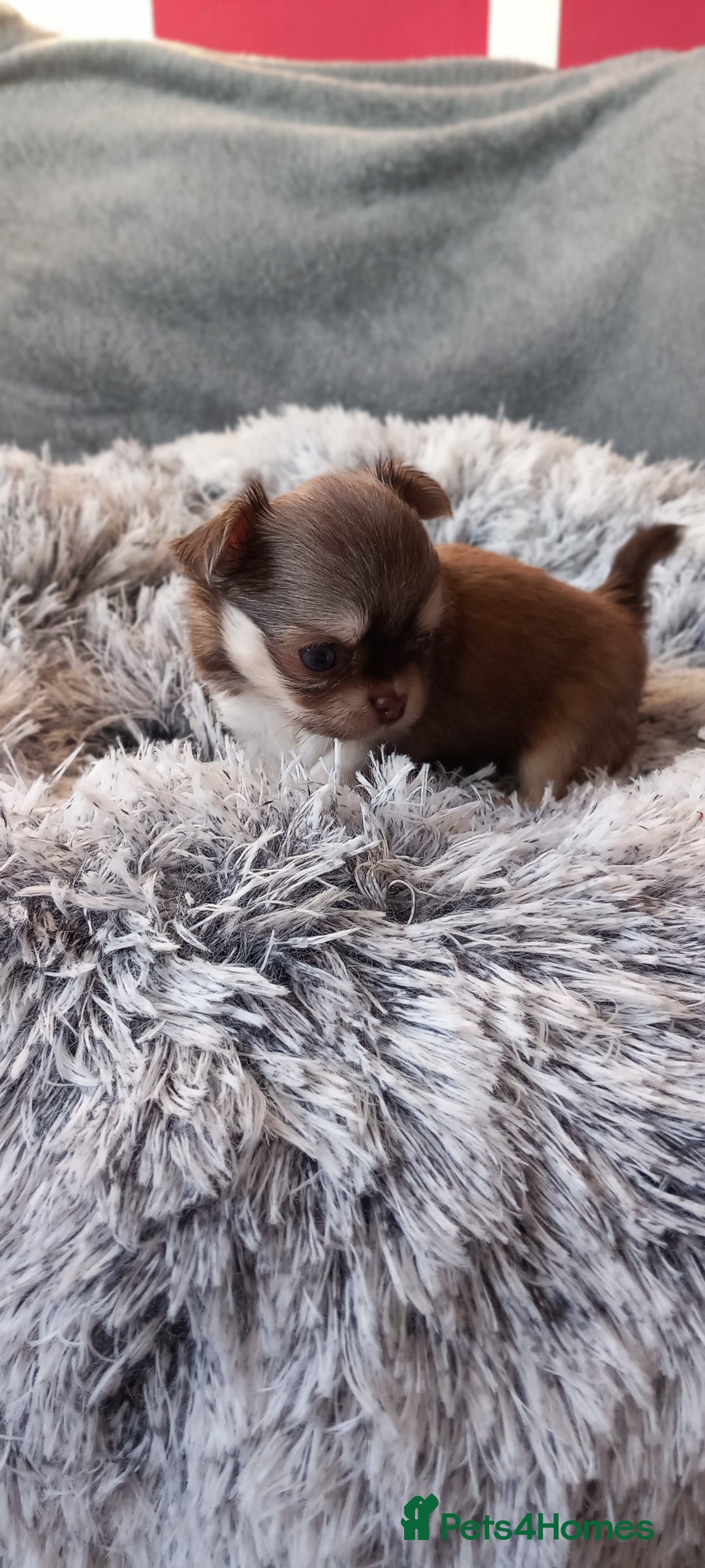 Chihuahua dogs for sale: ❤️‍🔥DNA tested parents❤️‍🔥LC 1Boys KC REG  - Advert 14