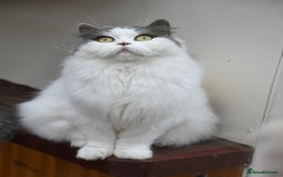 British Shorthair cats for sale: Beautiful Blue tortie & white British shorthair - Image 10