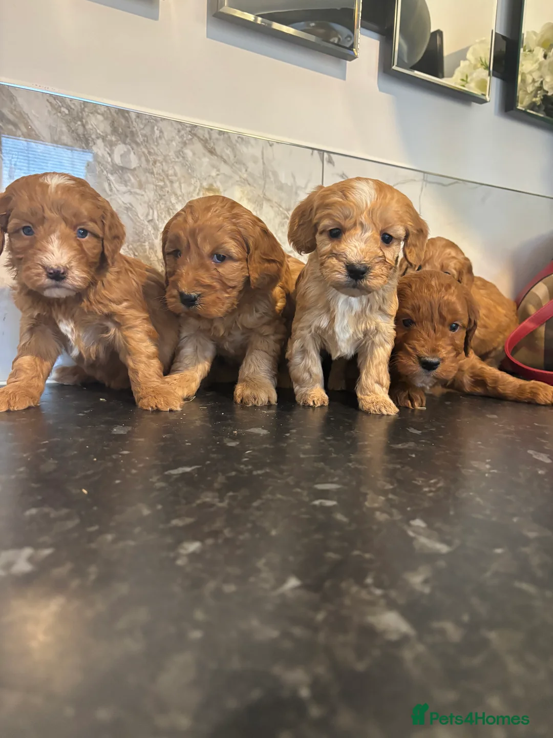 Maltipoo dogs for sale: Teddy bear maltipoo puppies (toy poodle) - Advert 6