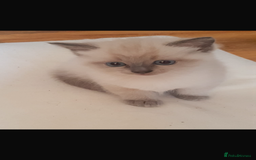 Ragdoll cats for sale: Half rag doll for sell  - Image 11
