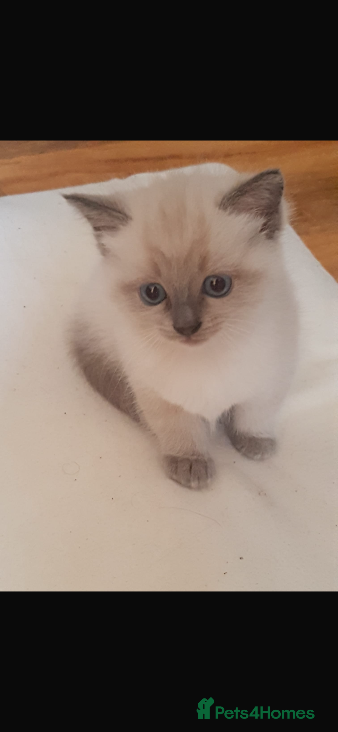 Ragdoll cats for sale: Half rag doll for sell  - Image 11