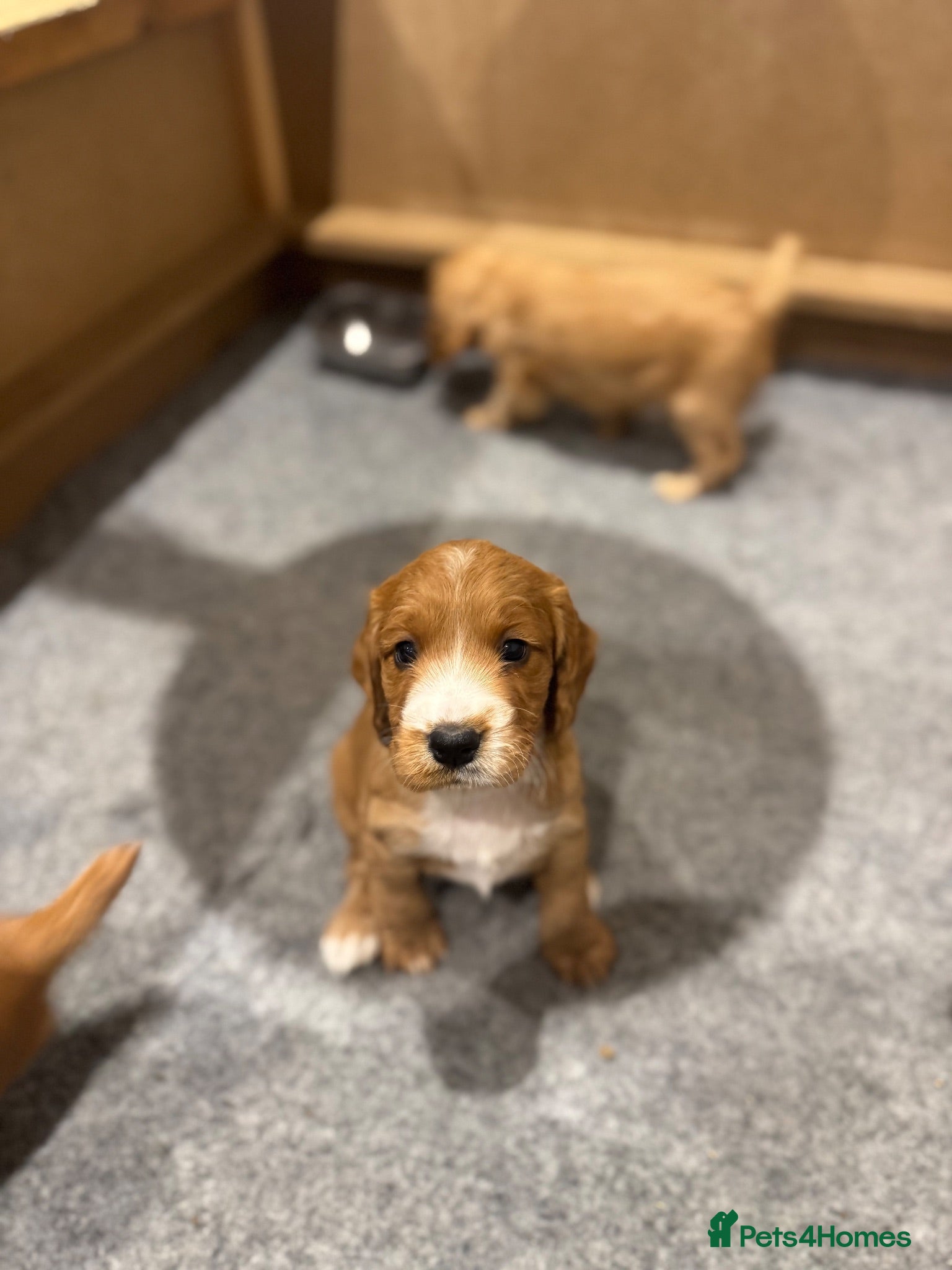 Cocker Spaniel dogs 🐾Docked KC Working Cocker Spaniel puppies 🐾 - Advert 12