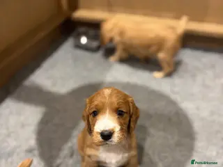 Cocker Spaniel dogs 🐾Docked KC Working Cocker Spaniel puppies 🐾 - Advert 12
