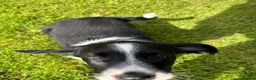 Mixed Breed dogs for sale: Cocker x Collie Pup in Llandovery - Advert 3