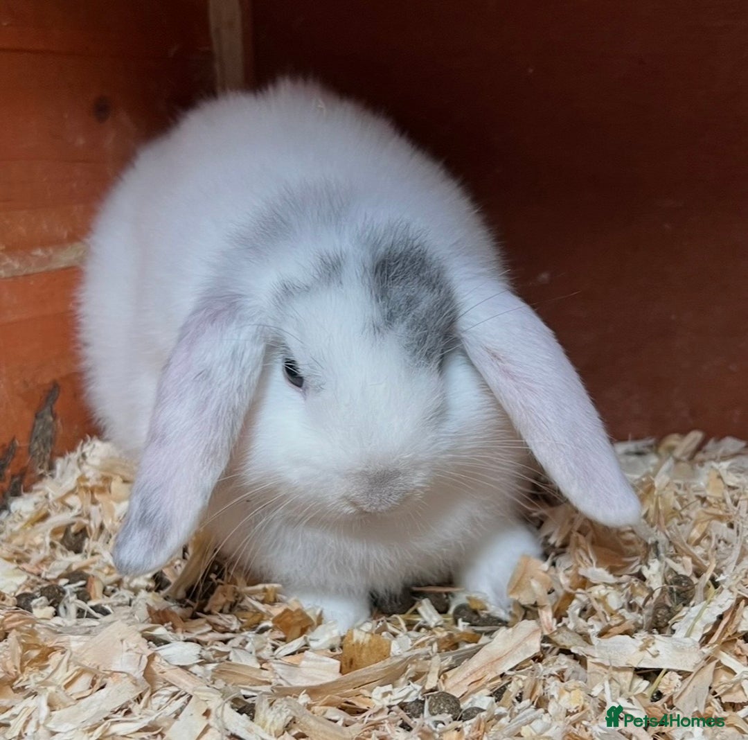 Mini Lop rabbits for sale: Gorgeous mini lops ready now! - Advert 19
