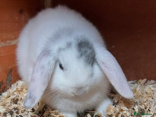 Mini Lop rabbits Gorgeous mini lops ready now! Only 2 remaining - Advert 11