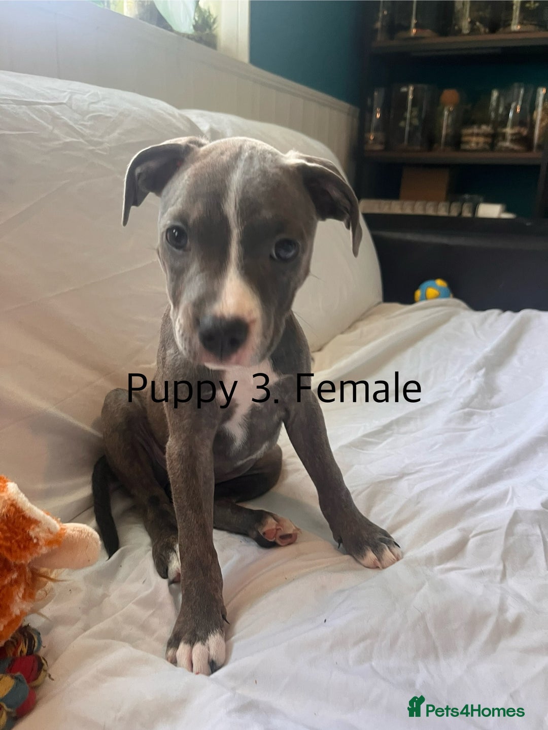 Staffordshire Bull Terrier dogs for sale: Beautiful Staffy puppies  - Image 7