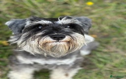 Miniature Schnauzer dogs for sale: Miniature Schnauzers - Advert 8